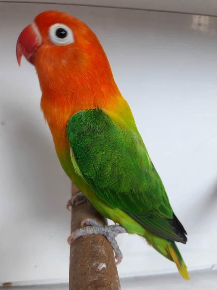  Gambar  Burung  Warna  Hijau Gambar  V